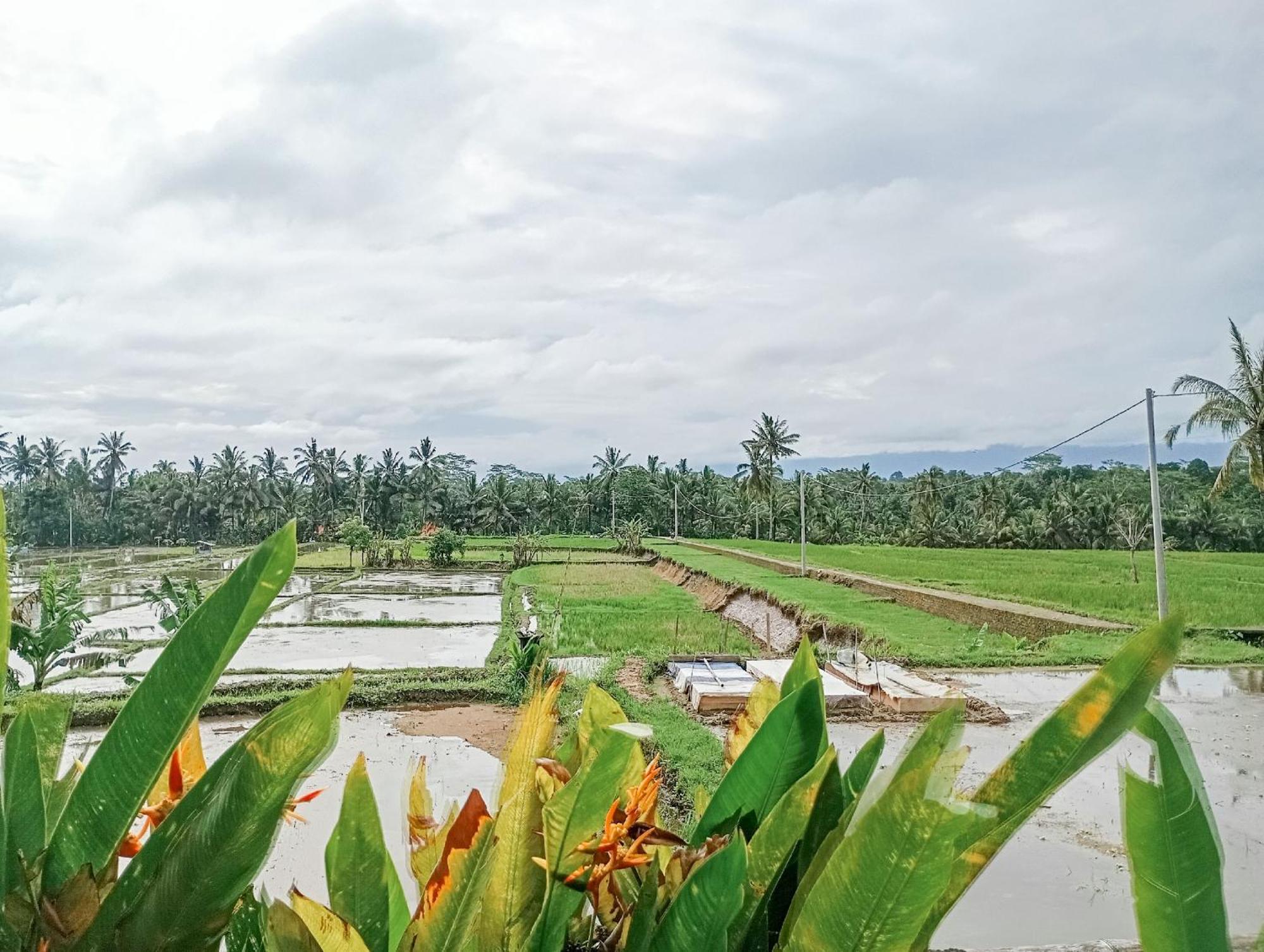 Nyoman Sandat House 1 Ubud  Exterior photo