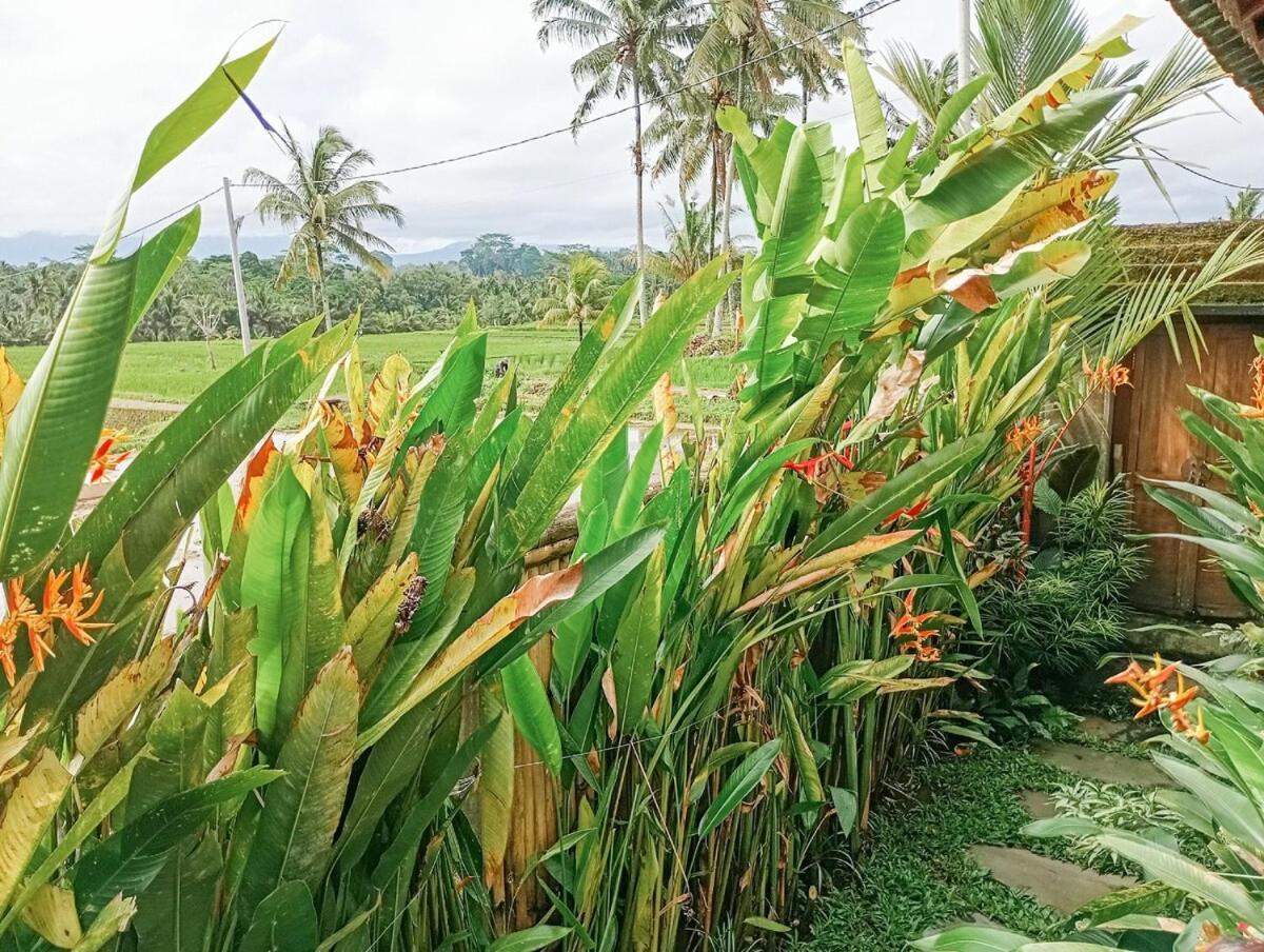Nyoman Sandat House 1 Ubud  Exterior photo